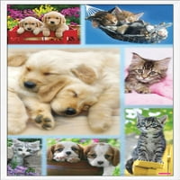 Кит Кимберлин - Кученца И Мачиња Колаж Ѕид Постер, 22.375 34